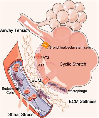 Mechanotransduction Regulates the Interplays Between Alveolar Epithelial and Vascular Endothelial Cells in Lung